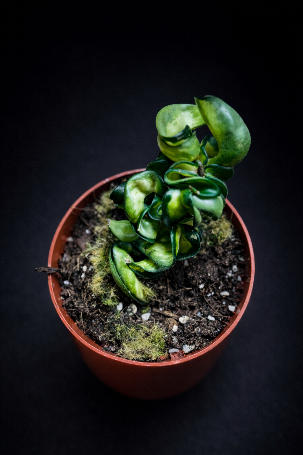 Hoya Compacta Mauna Loa