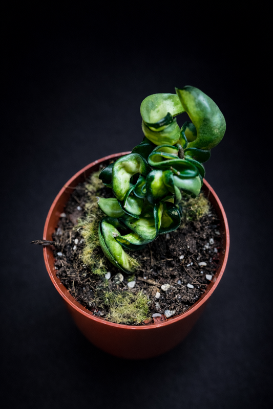 Hoya Compacta Mauna Loa