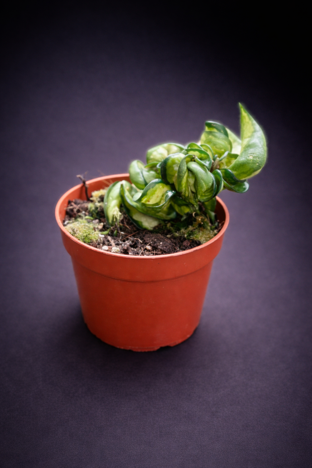 Hoya Compacta Mauna Loa