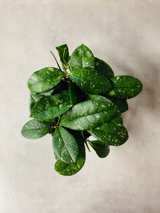Hoya Crassipetiolata Round Form Splash