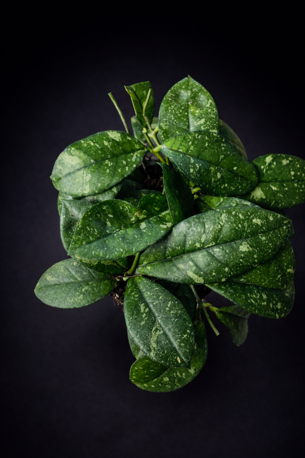 Hoya Crassipetiolata Round Form Splash