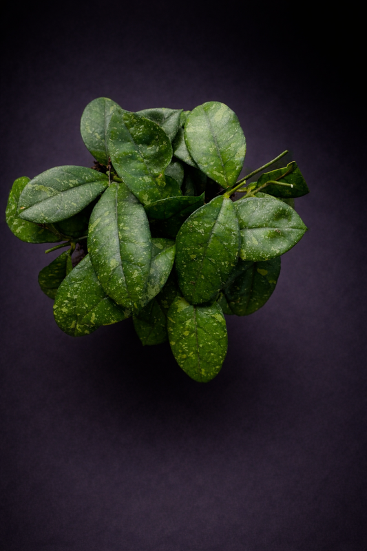 Hoya Crassipetiolata Round Form Splash