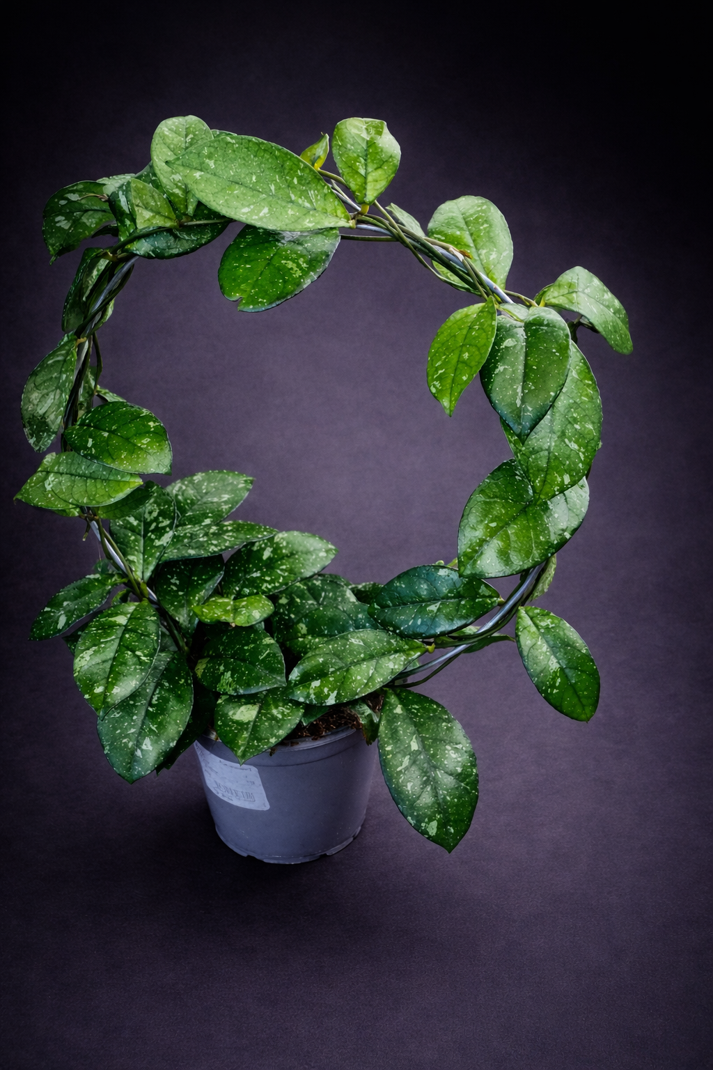 Hoya Crassipetiolata Round Form Splash