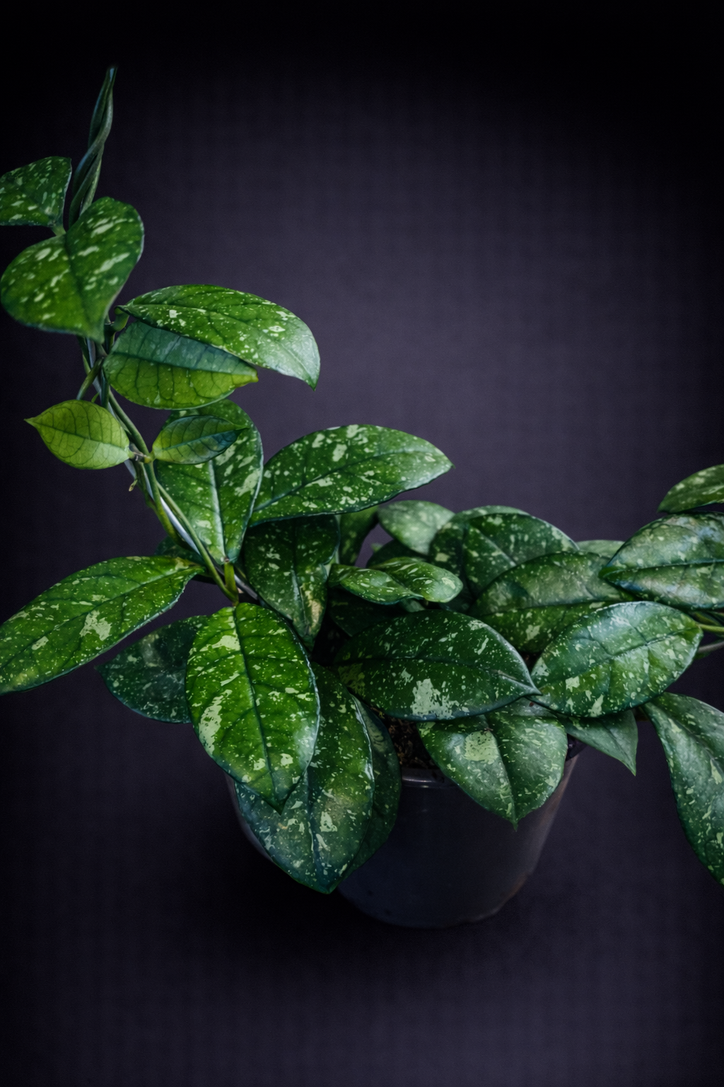 Hoya Crassipetiolata Round Form Splash