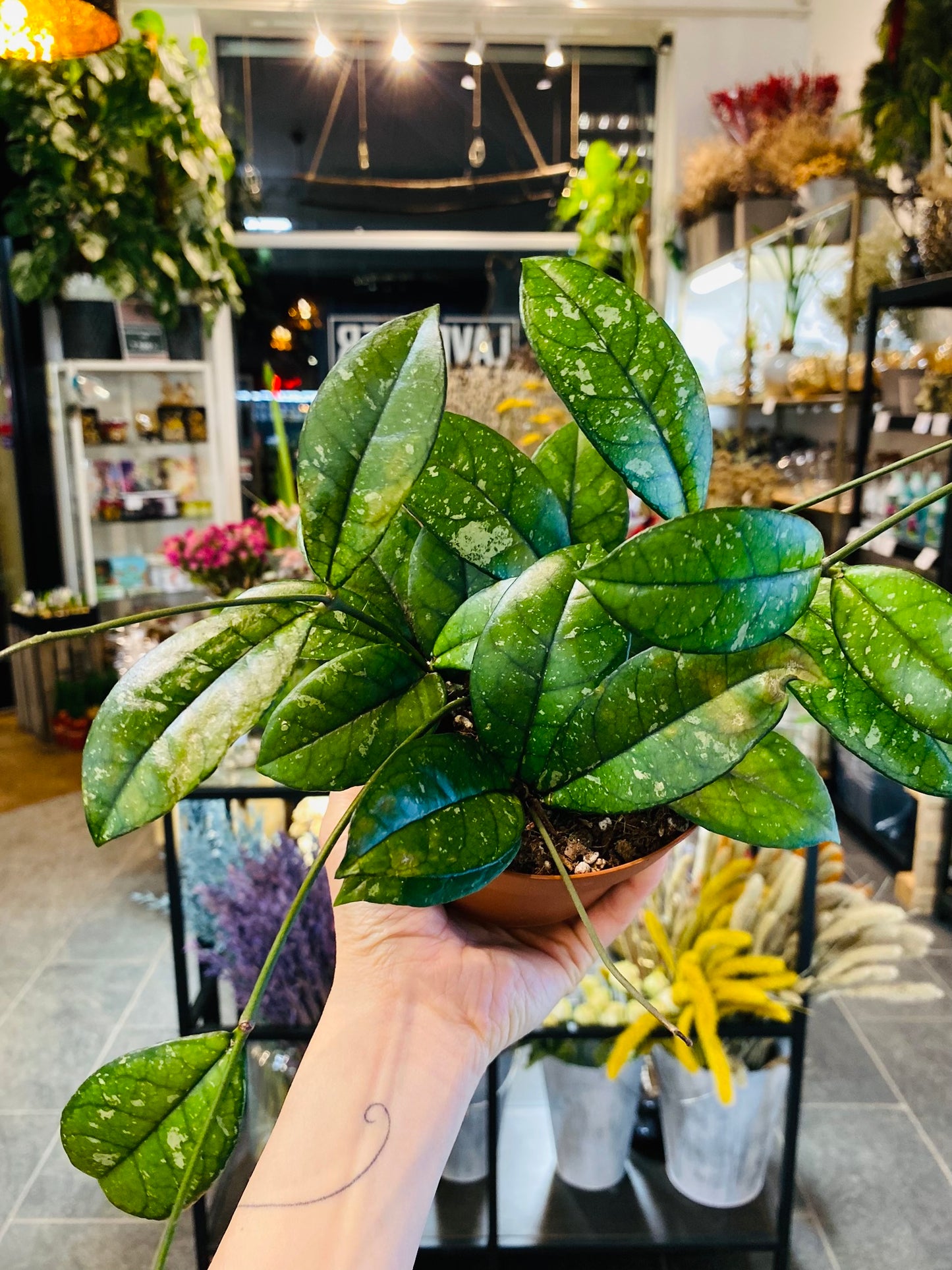 Hoya Crassipetiolata Splash - Round Form