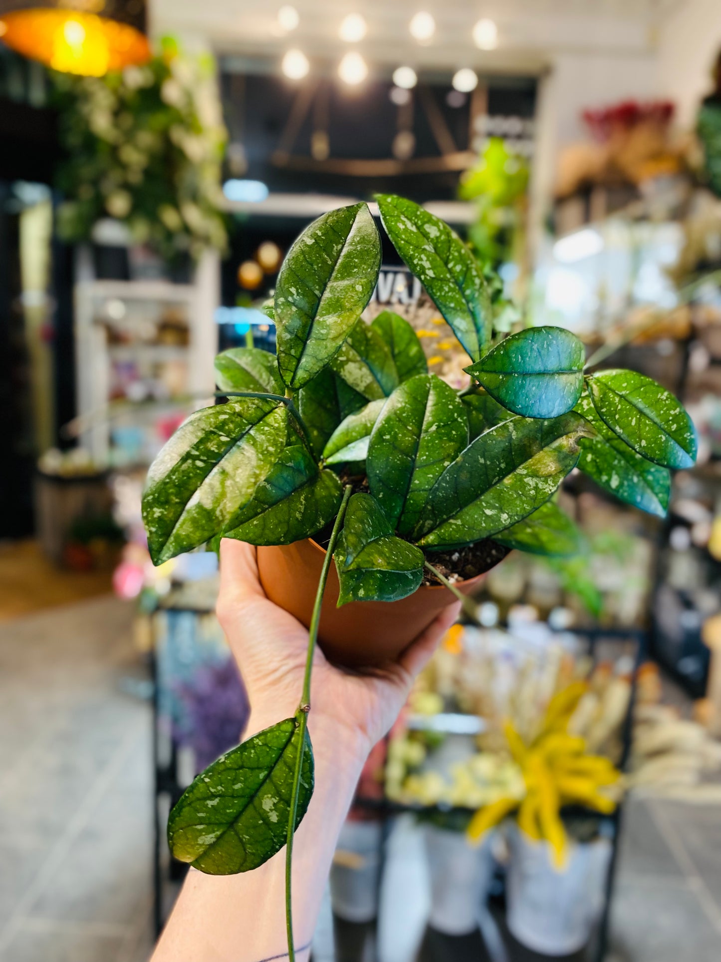 Hoya Crassipetiolata Splash - Round Form