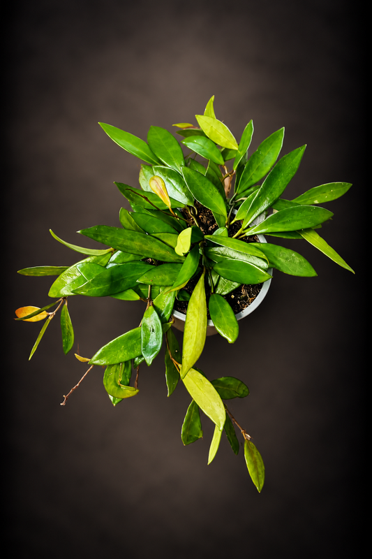 Hoya Davidcummingii