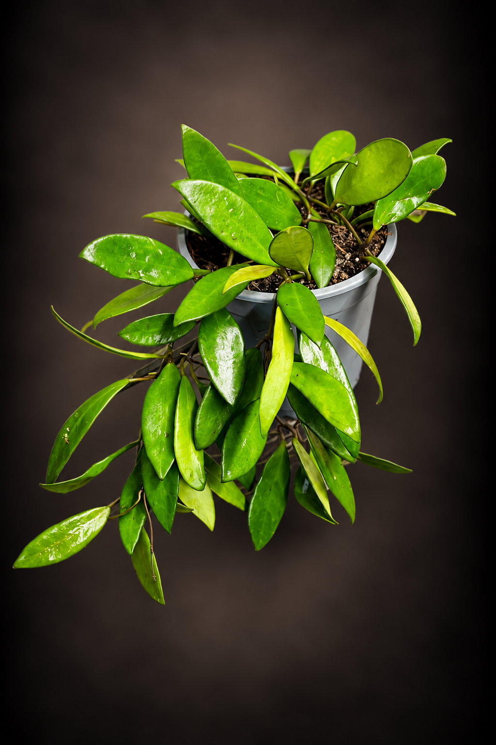 Hoya Davidcummingii
