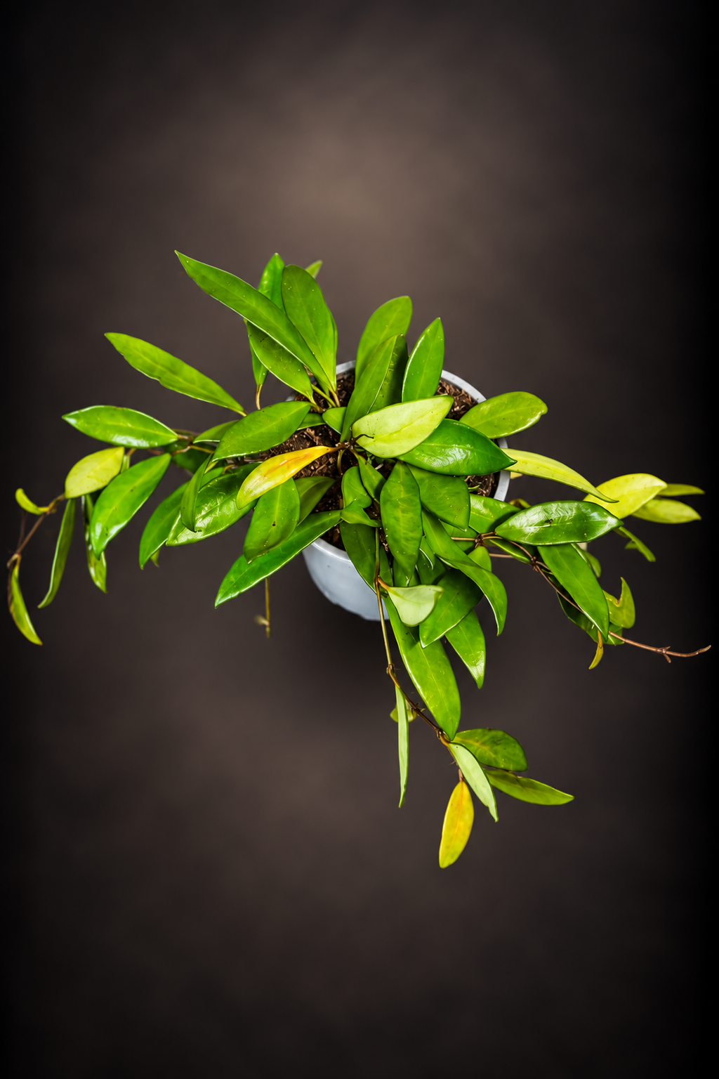 Hoya Davidcummingii