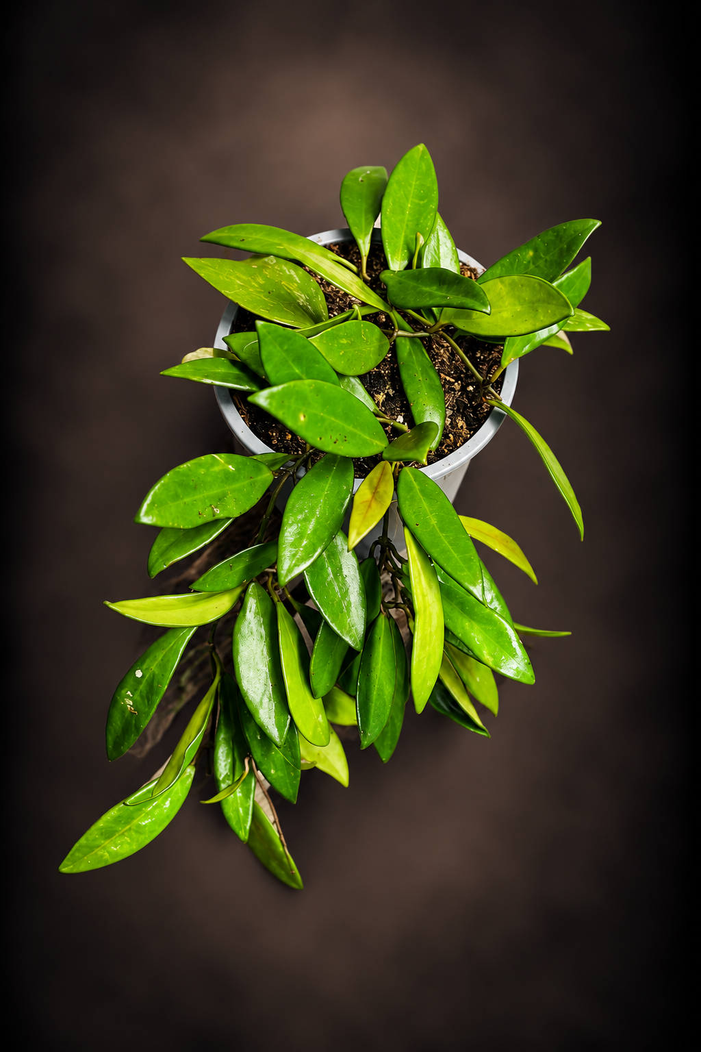 Hoya Davidcummingii