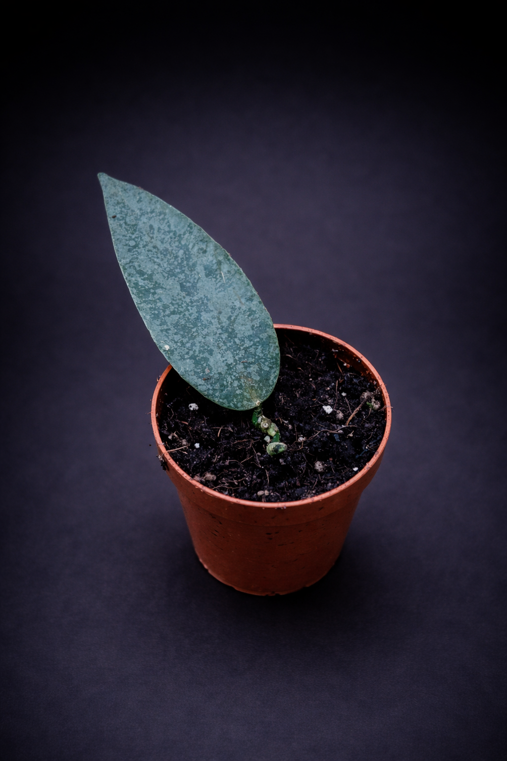 Hoya Flagellata Silver