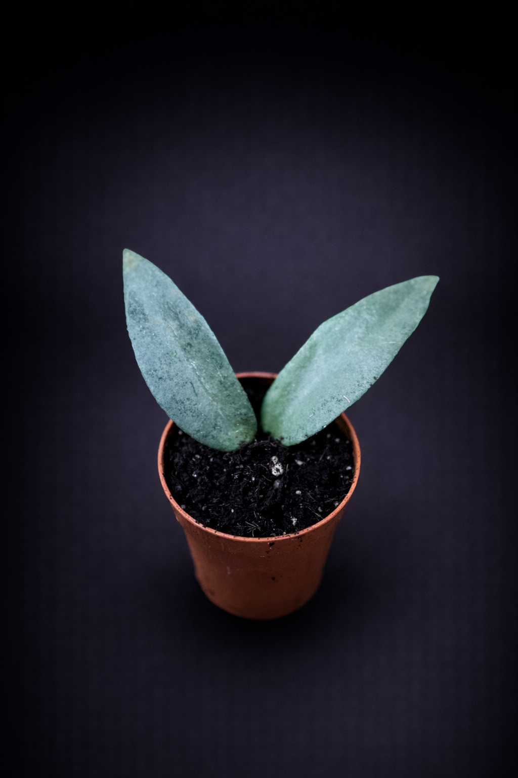 Hoya Flagellata Silver