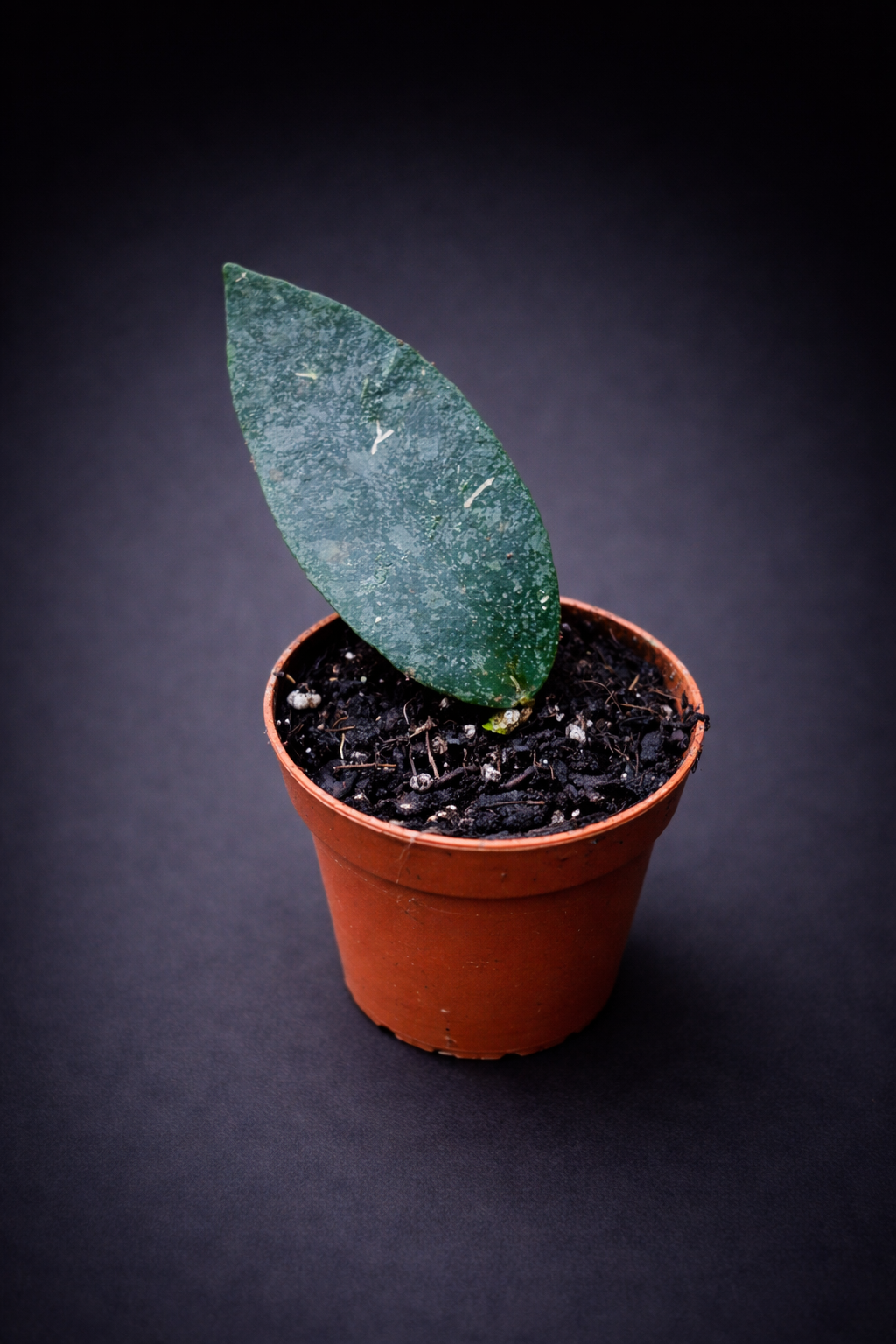 Hoya Flagellata Silver