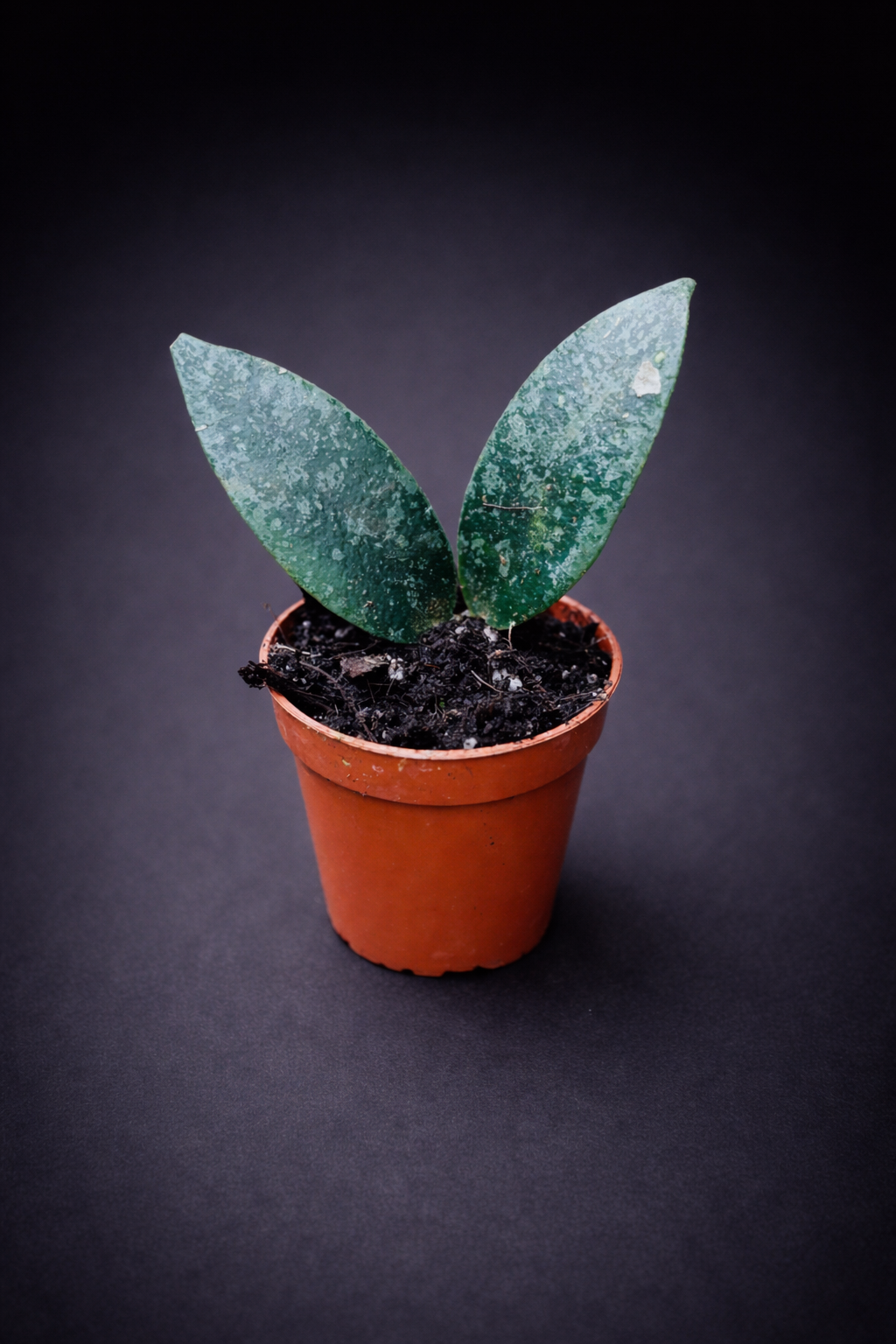 Hoya Flagellata Silver