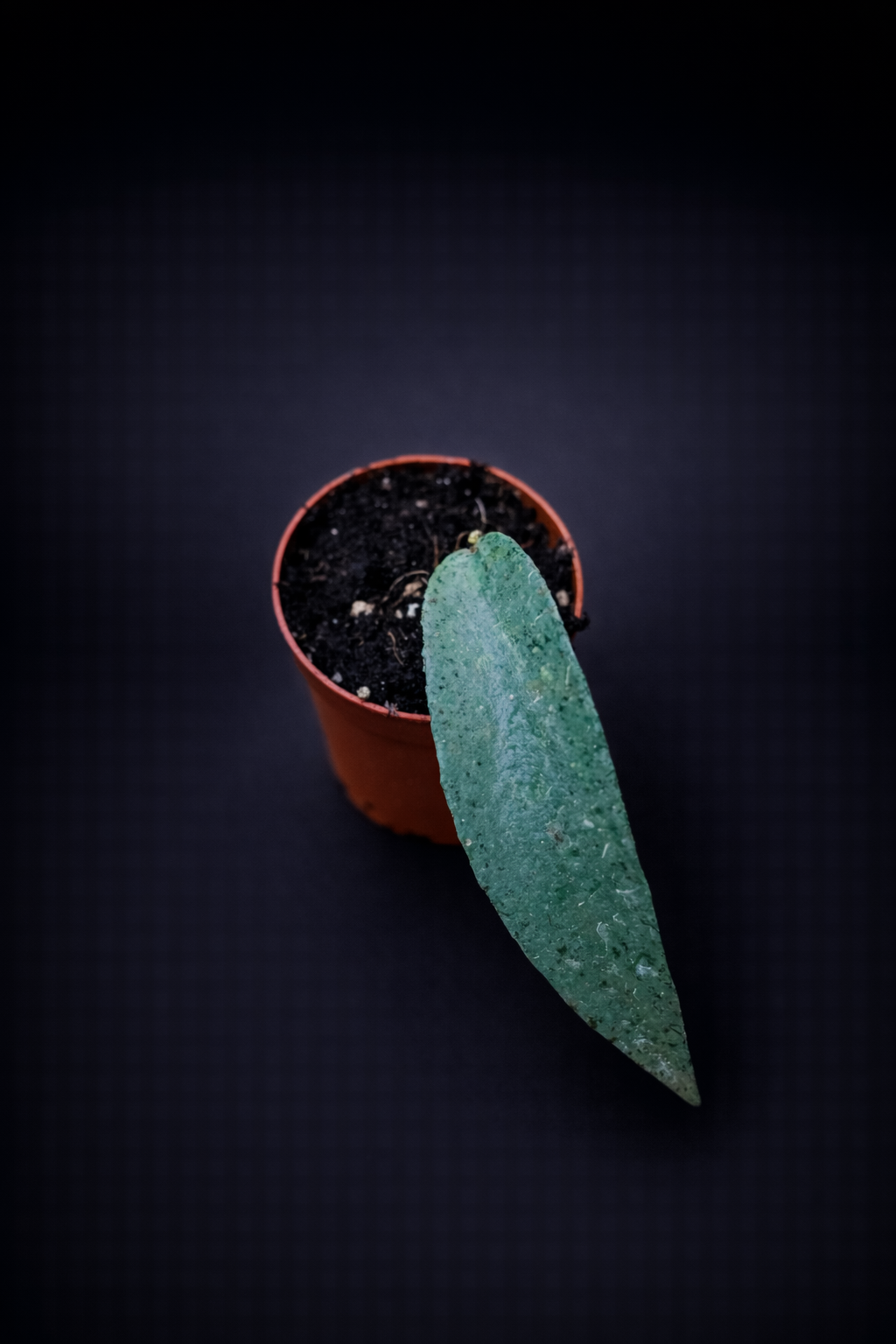 Hoya Flagellata Silver