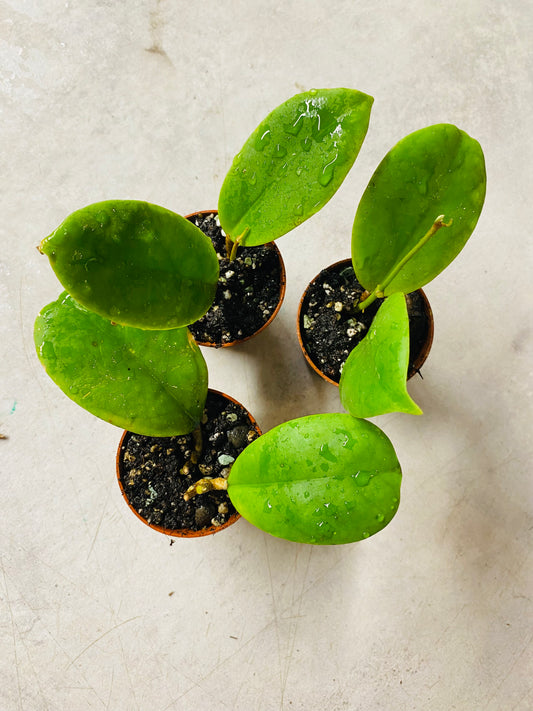 Hoya Incrassata