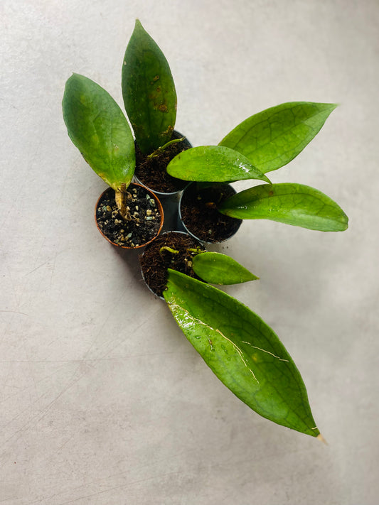 Hoya Jennifer