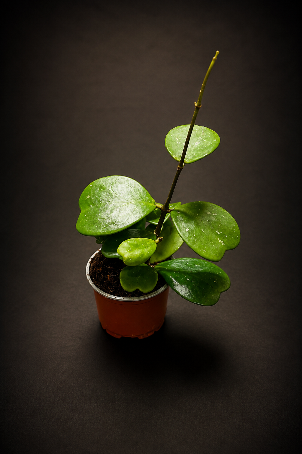 Hoya Kerrii