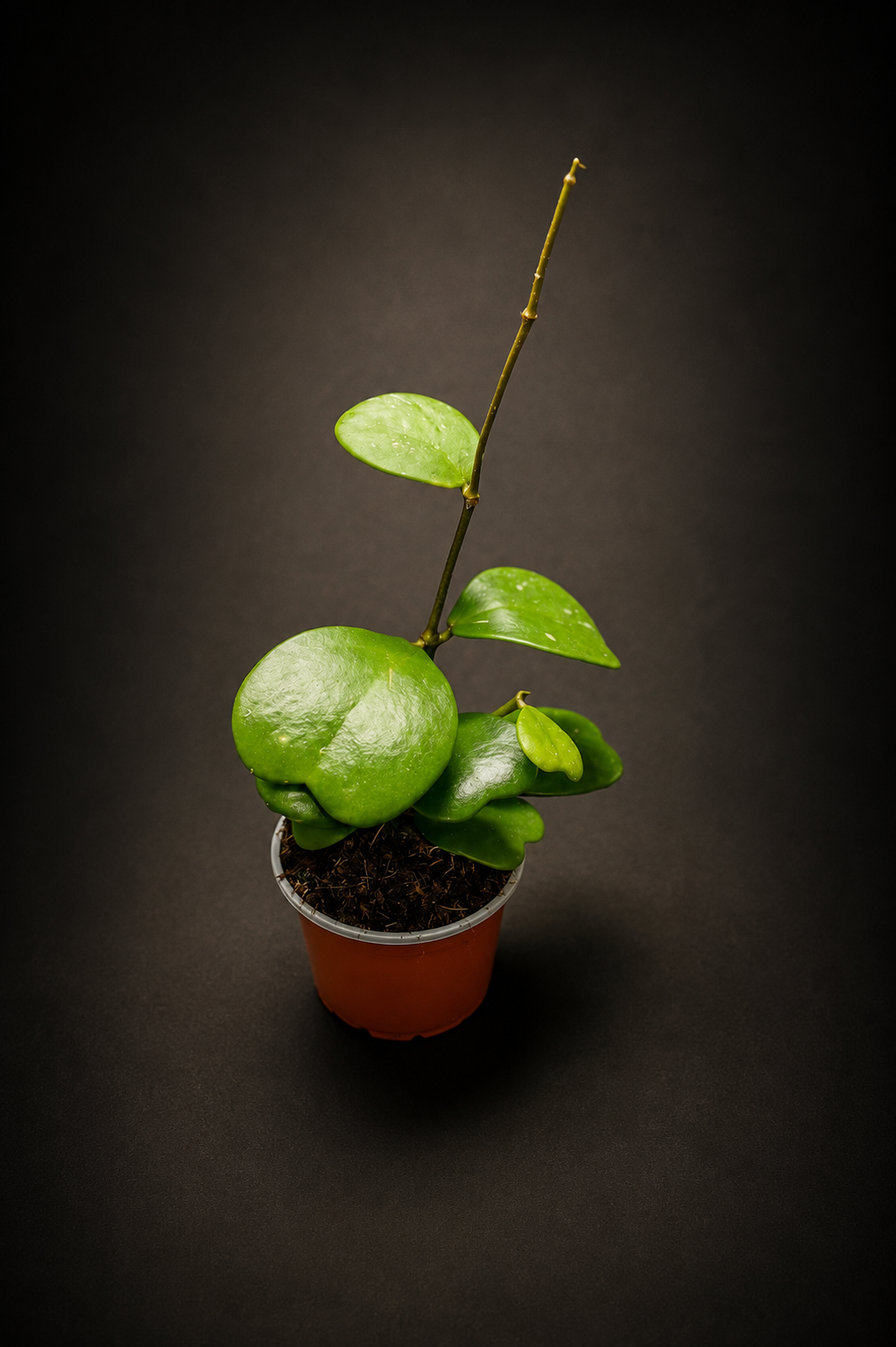 Hoya Kerrii