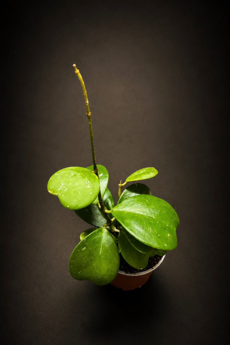 Hoya Kerrii