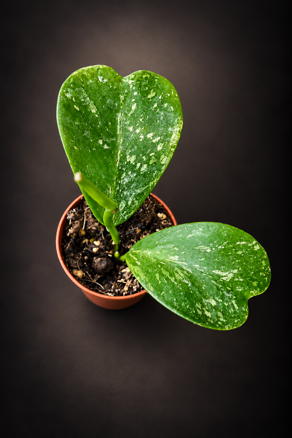 Hoya Kerrii Splash
