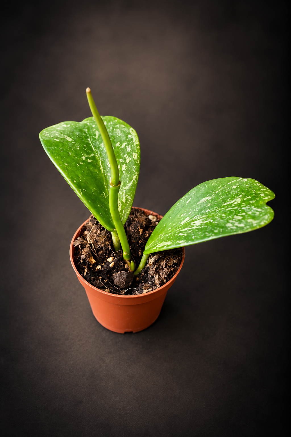 Hoya Kerrii Splash