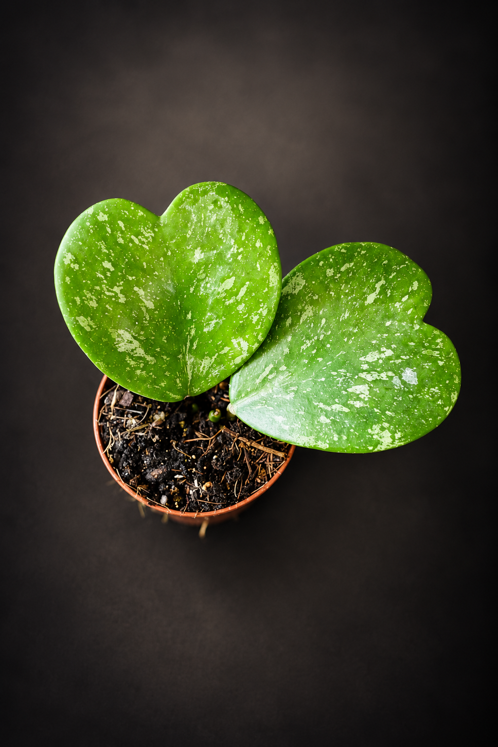 Hoya Kerrii Splash