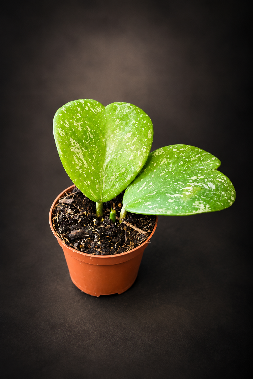 Hoya Kerrii Splash