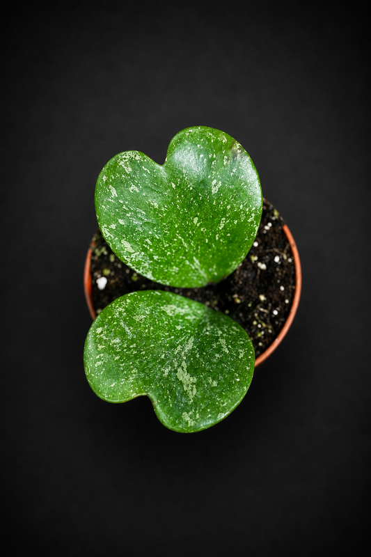Hoya Kerrii Splash
