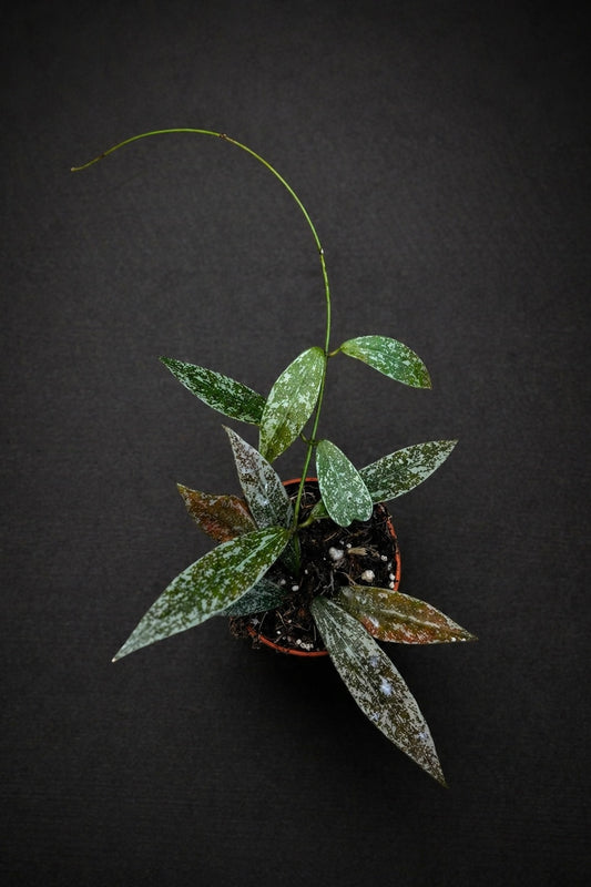 Hoya Lacunosa Laos