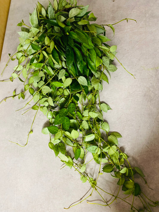 Hoya Lacunosa Mint