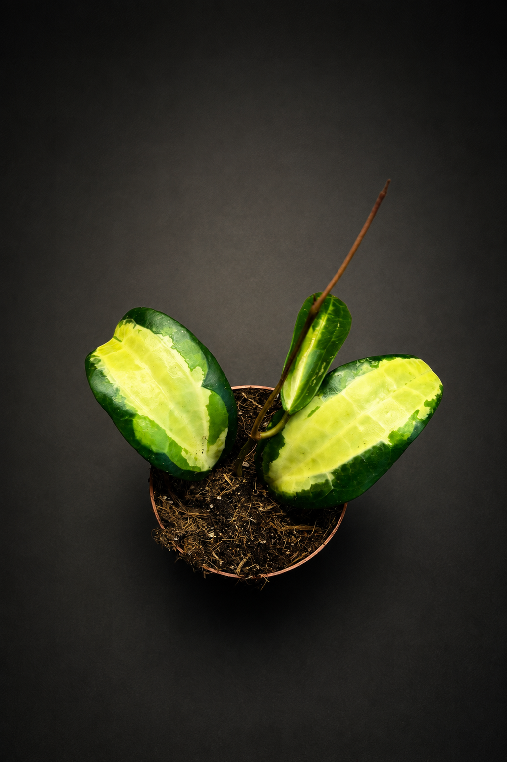 Hoya Latifolia - Inner Variegated