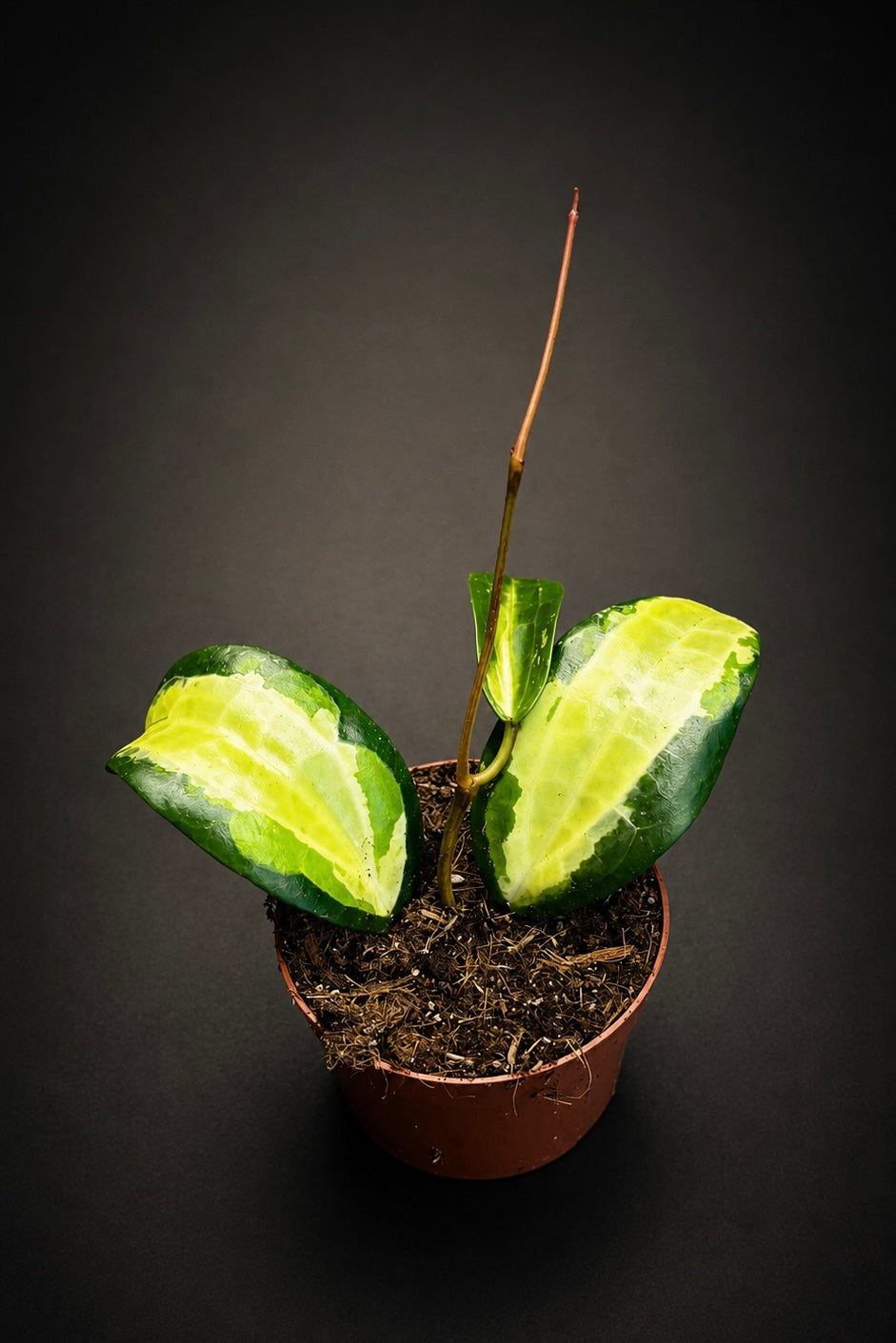 Hoya Latifolia - Inner Variegated