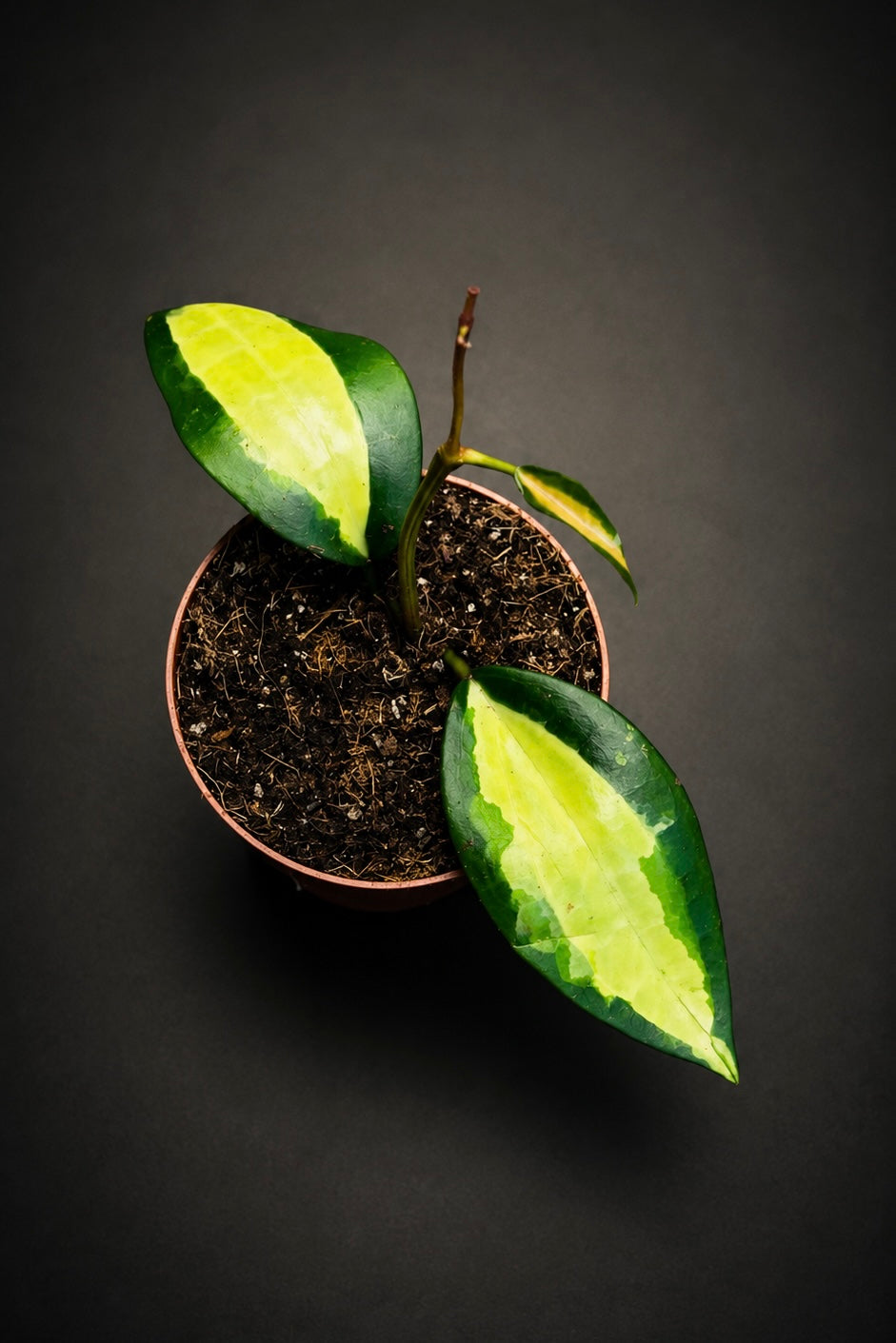 Hoya Latifolia - Inner Variegated