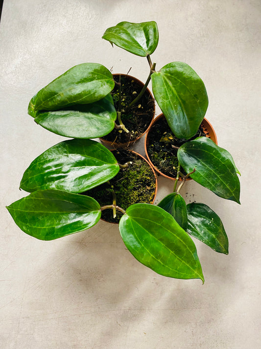 Hoya Latifolia