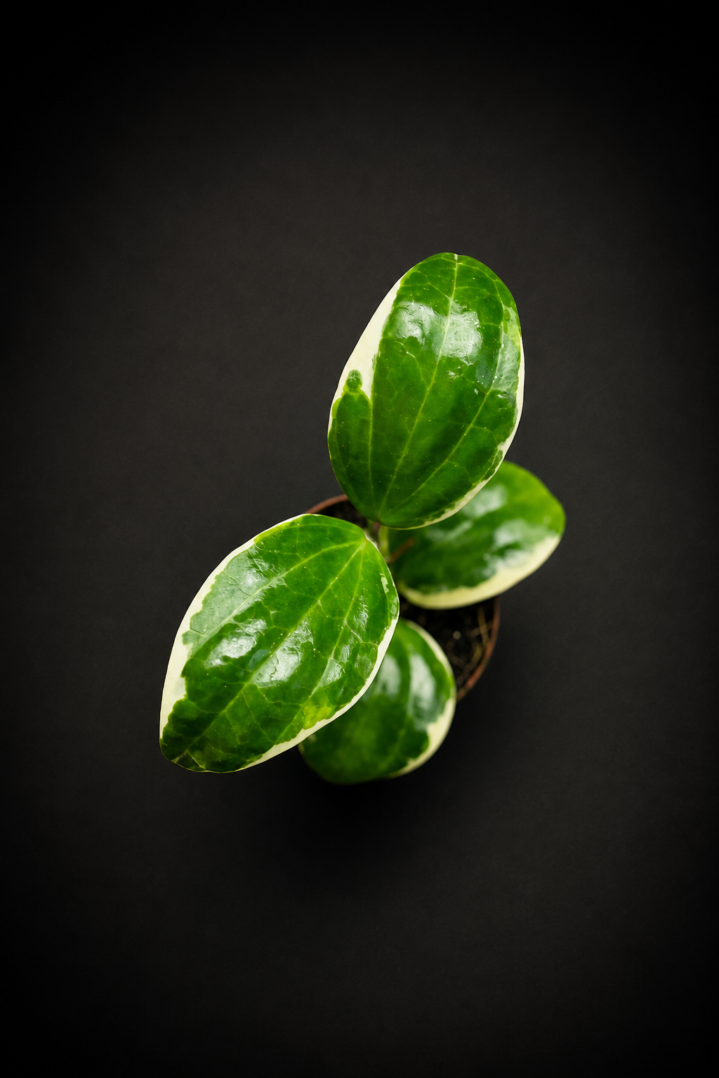 Hoya Latifolia Albomarginata Round Leaf