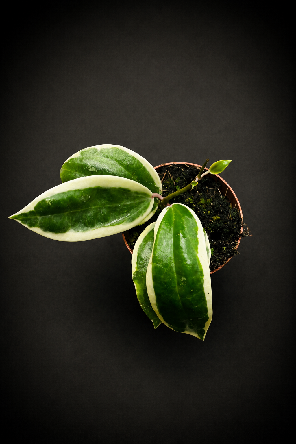 Hoya Latifolia Albomarginata Round Leaf