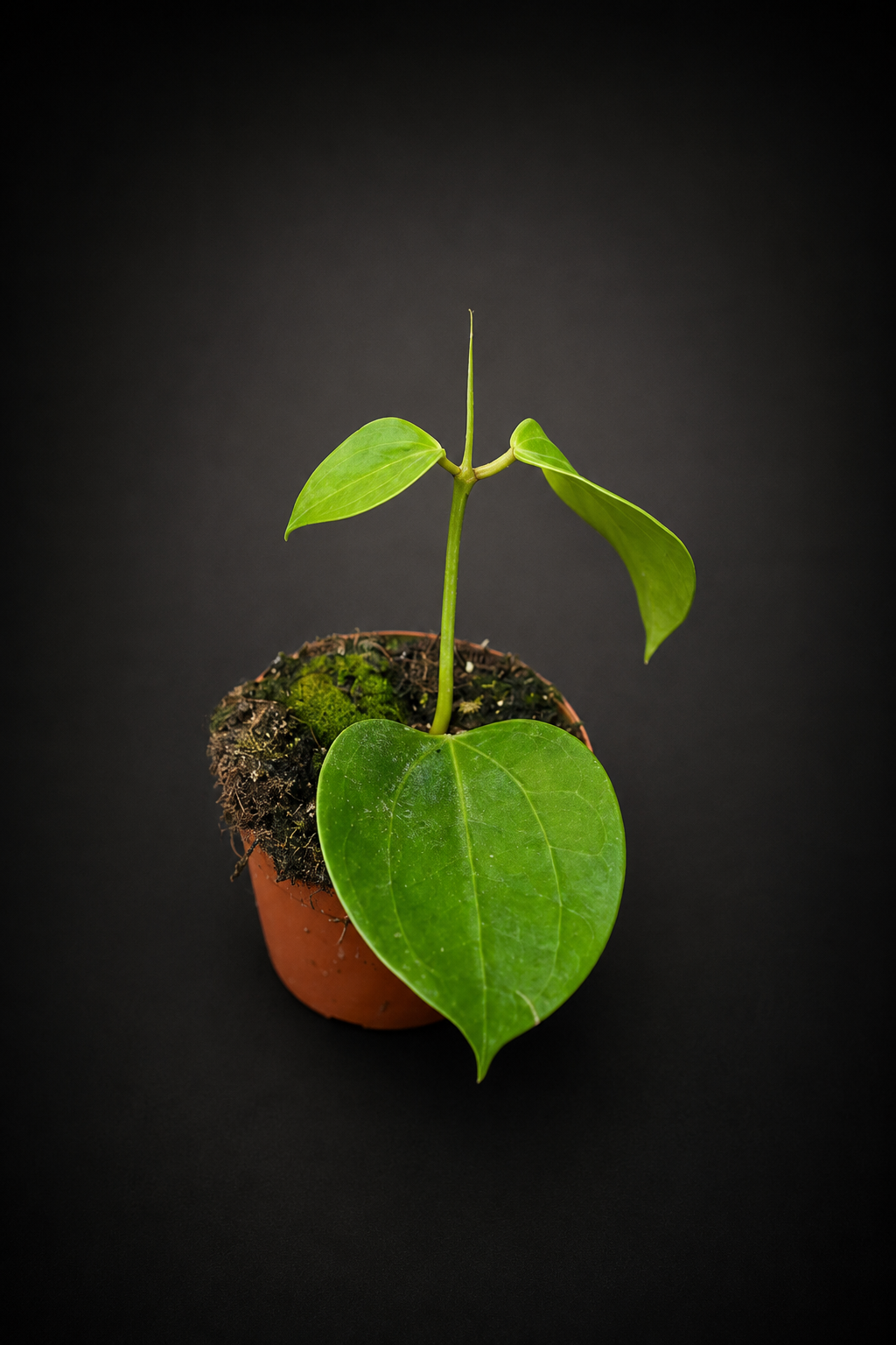 Hoya Latifolia Green