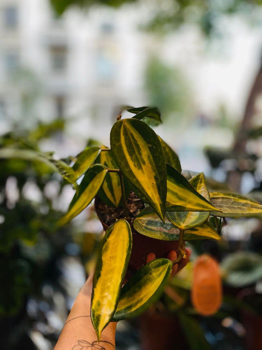 Hoya Latifolia 'Pot of Gold' med gyldne, dekorative blader, perfekt for innendørs skjønnhet