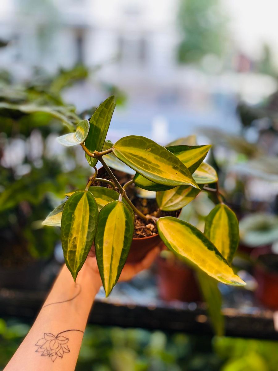 Hoya Latifolia 'Pot of Gold' med gyldne, dekorative blader, perfekt for innendørs skjønnhet