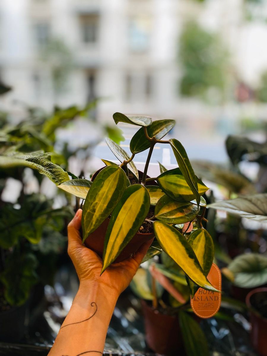 Hoya Latifolia 'Pot of Gold' med gyldne, dekorative blader, perfekt for innendørs skjønnhet