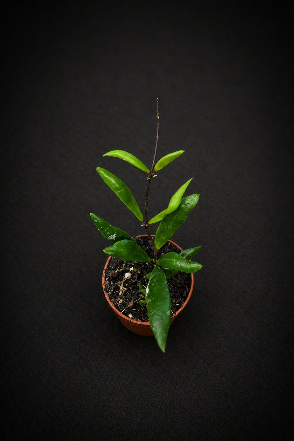 Hoya Loheri