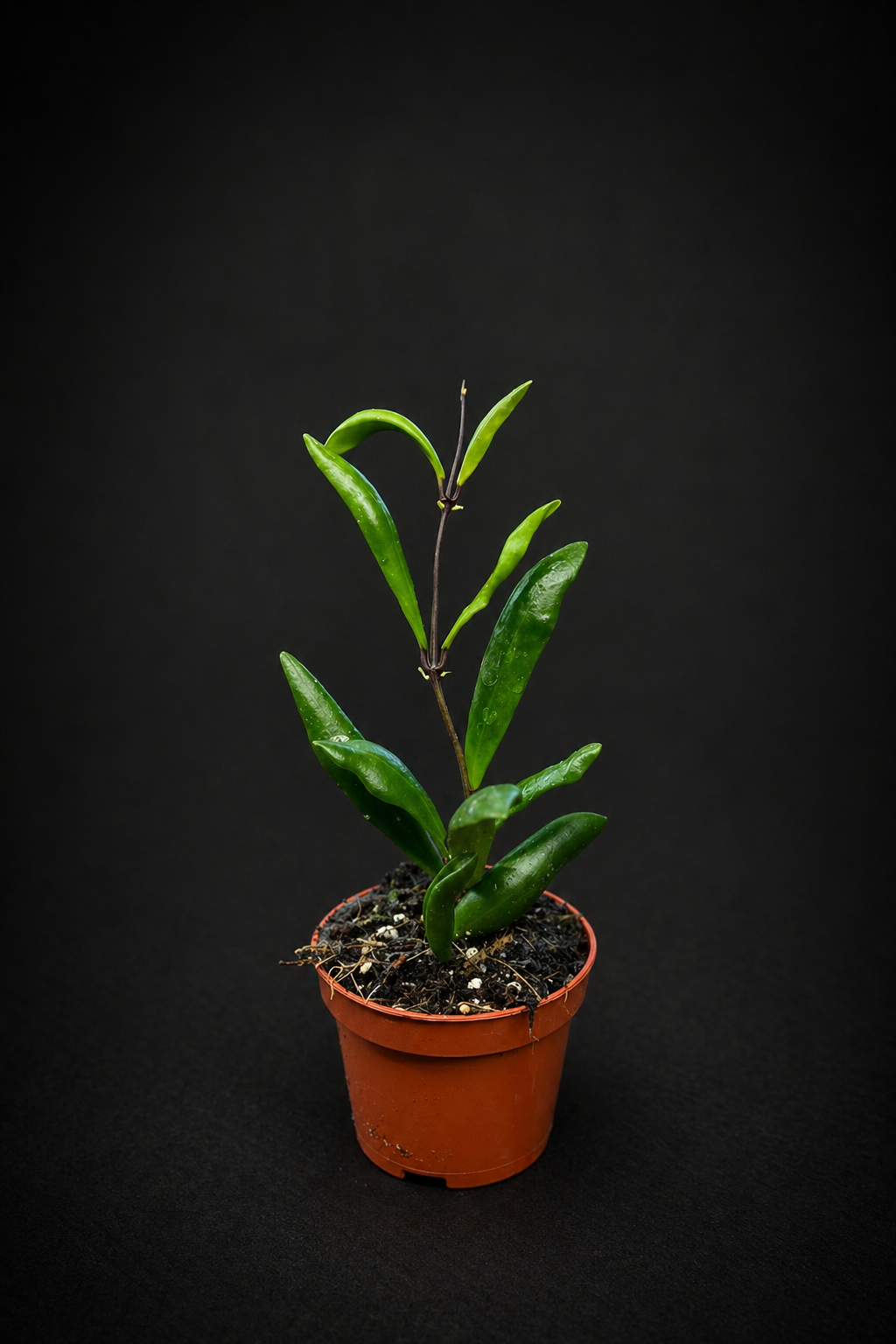 Hoya Loheri