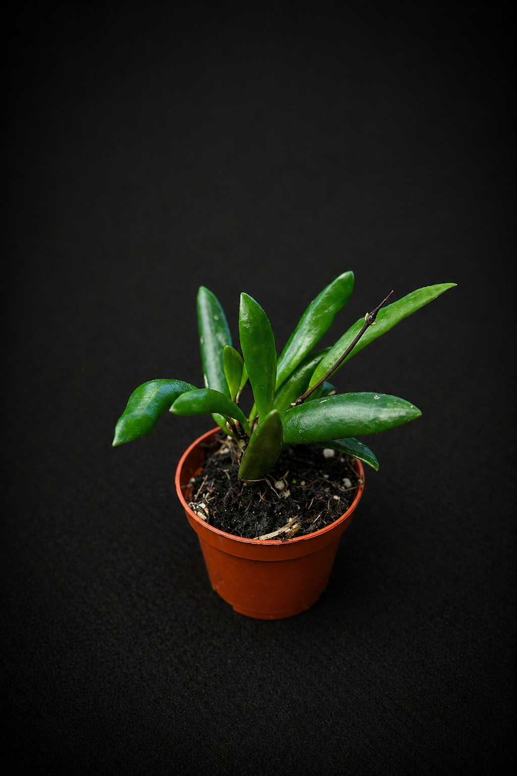 Hoya Loheri