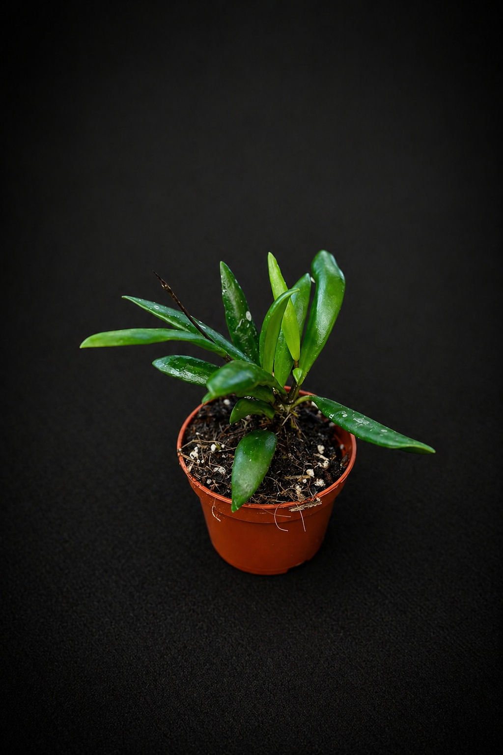 Hoya Loheri