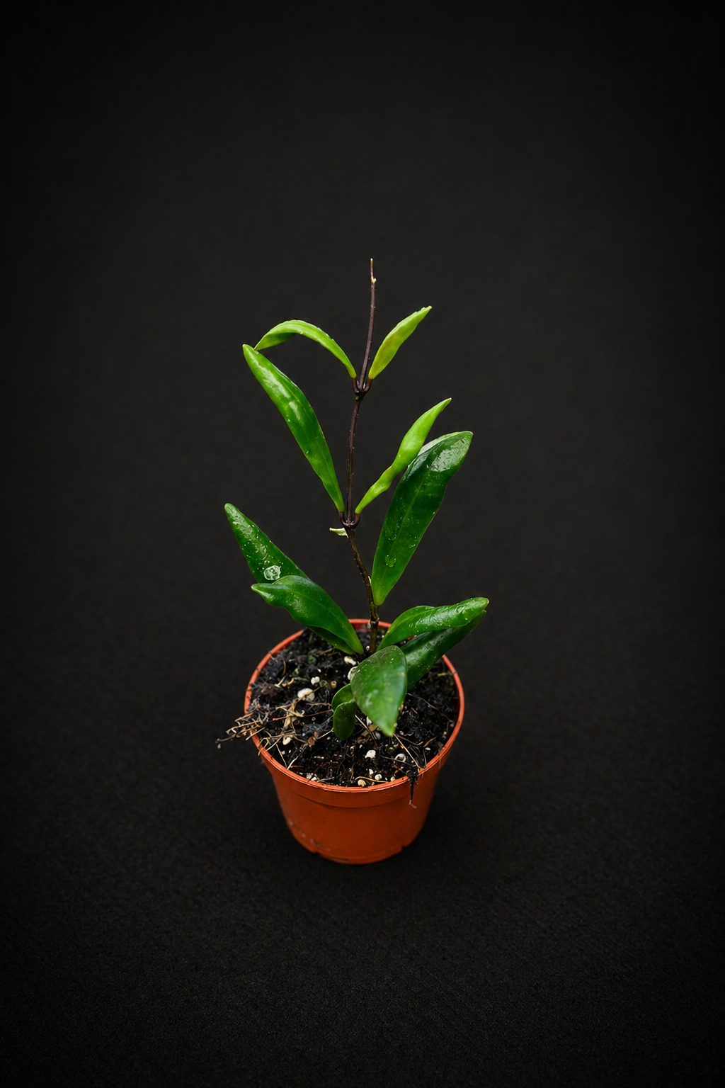 Hoya Loheri