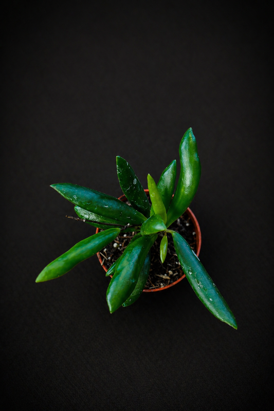 Hoya Loheri