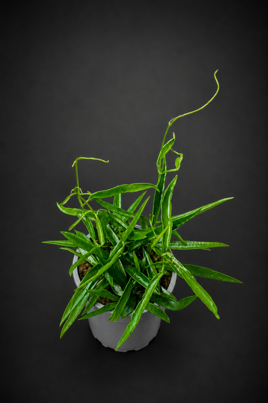 Hoya Longifolia