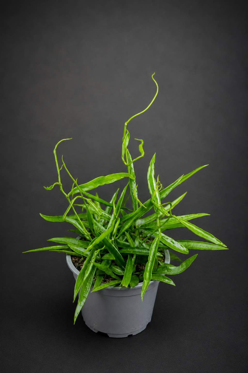 Hoya Longifolia