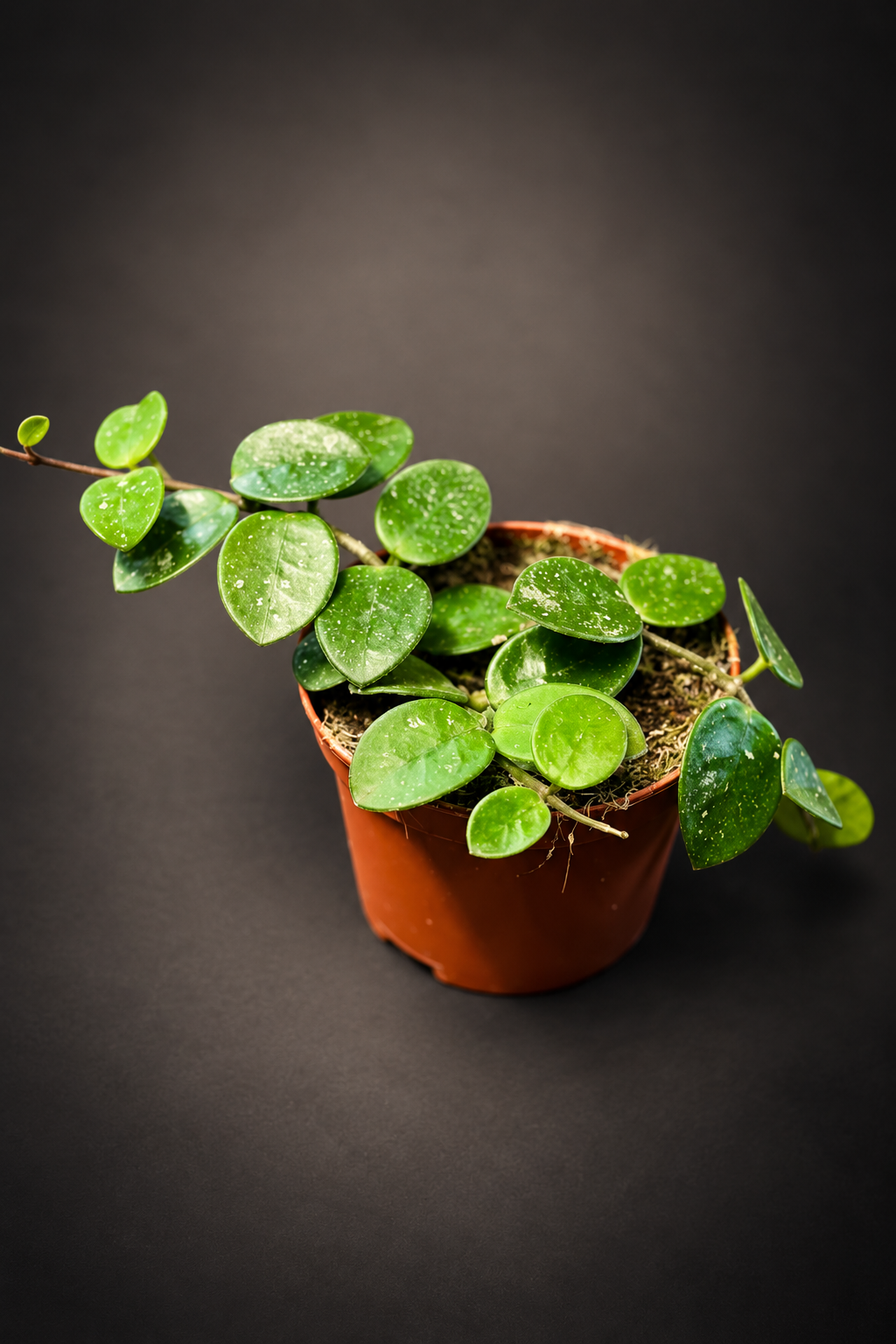 Hoya Mathilde